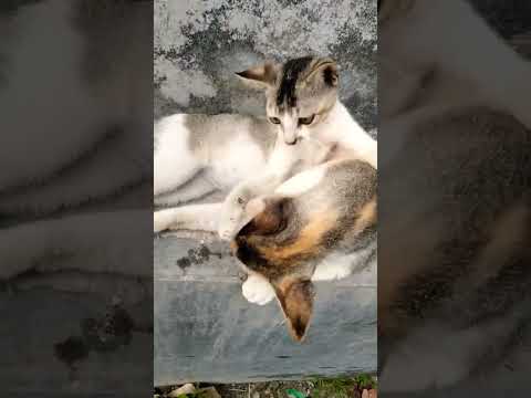 cute cat #cat funny #cute #kitten My super doper cat