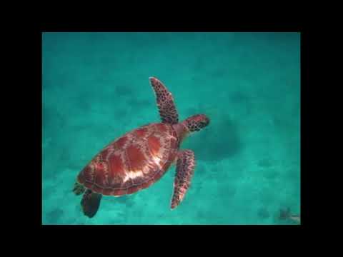 Изумрудная вода и черепаха, которая не прочь перекусить