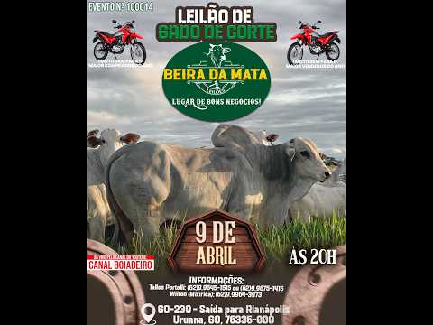 Beira da Mata Leilões - Uruana GO - Leilão de Gado de Corte em Goiás @canal.boiadeiro #live #gado
