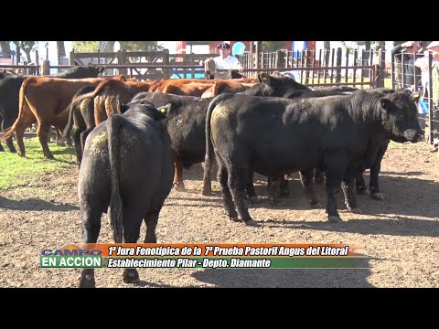 7º Prueba Pastoril Angus del Litoral - Diego Barcia