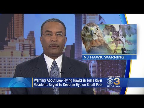 Warning About Low-Flying Hawks In New Jersey