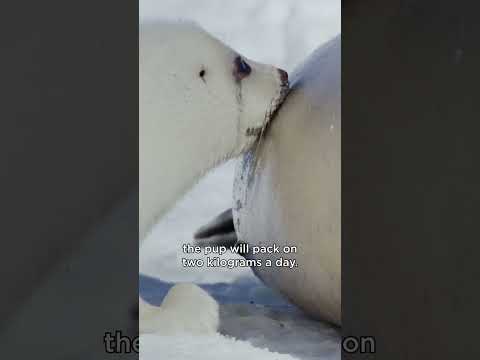 Harp seals get real fat — real fast