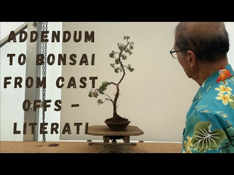 Addendum to Bonsai From Cast Off   Literati