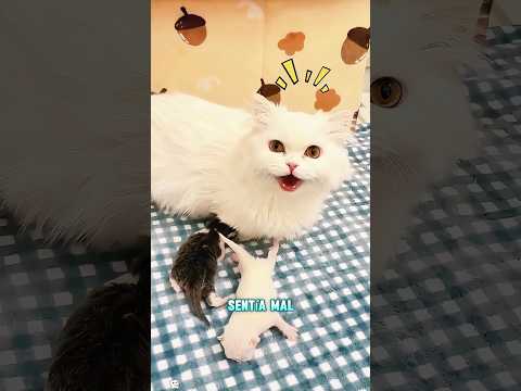 El ayudó a la gata madre a cuidar de sus gatitos#funnyshorts #pets #cute #love