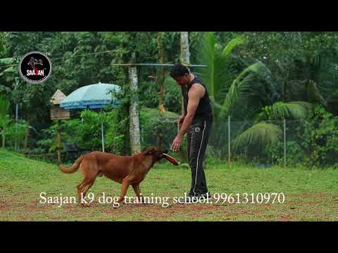 Saajan saji cyriac k9 training school.9961310970