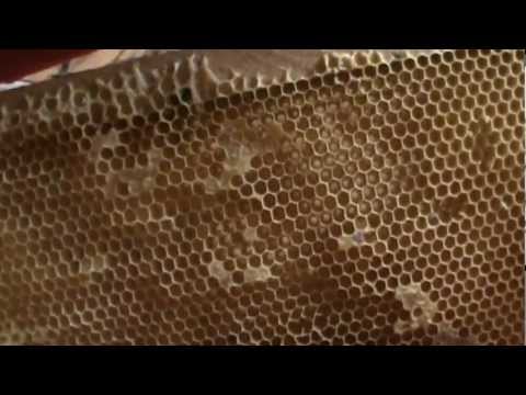 2. Selectia ramelor stocate in pavilion - apicultura practica pentru incepatori 2/2