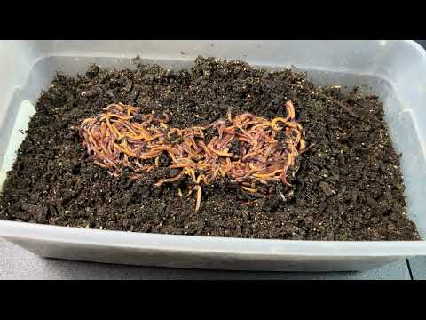 Setting Up a Small/First Time Breeder Bin