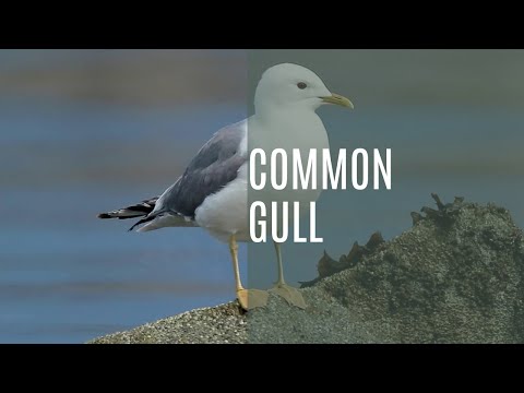 Čajka bocianová (Larus canus) — zvuky prírody, volania druhu