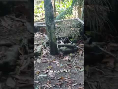 município de carauari Amazonas