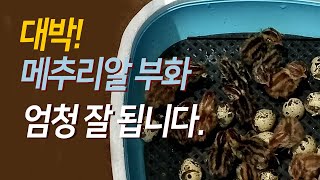 메추리키우기, 메추리알 부화 엄청 잘 됩니다.