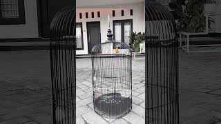 Download lagu Masteran Pleci GAZA Nembak Love bird#shorts mp3