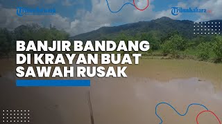Banjir Bandang di Krayan Sebabkan Puluhan Petak Sawah Masyarakat Gagal Panen, Camat Imbau Ini