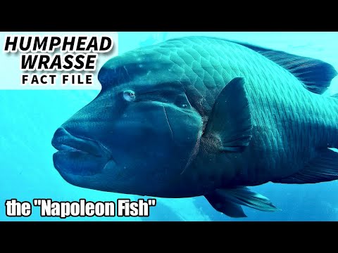 Humphead Wrasse Facts: the NAPOLEON fish | Animal Fact Files