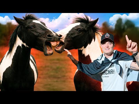 MESSING WITH THE UNTAMED HORSES