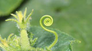 Ocean Park Standoff vs Seeb - Lost Boys