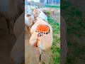 The Altay Big Tailed Sheep And Its Big Butt Funfacts