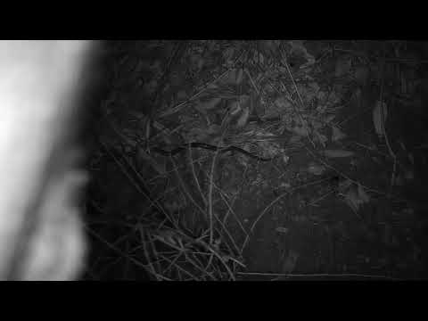 Djuma: Snake-can you identify it? - 03:14- 10/09/19
