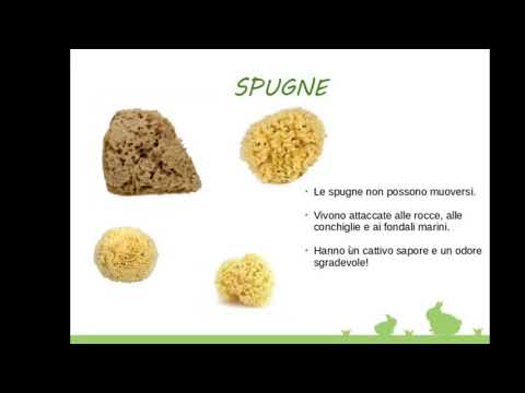 Gli ANIMALI INVERTEBRATI: tipi e caratteristiche. Per scuola Primaria