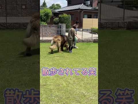 レオンベルガー - 優しいライオン