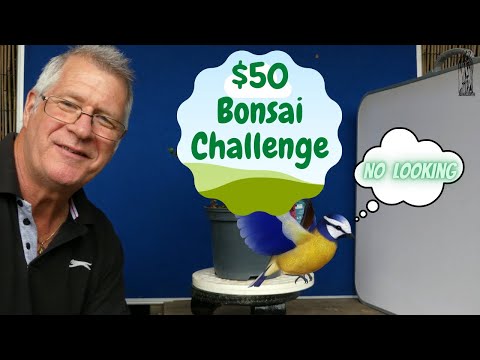 Can You REALLY Grow a Bonsai for Under $50