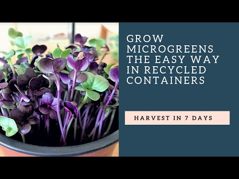 download lagu mp3 mp4 Microgreens Windowsill Grow Kit, download lagu Microgreens Windowsill Grow Kit gratis, unduh video klip Microgreens Windowsill Grow Kit