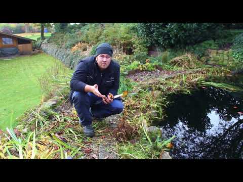 Pflanzenrückschnitt am Teich ABER Warum ist es überhaupt sinnvoll?