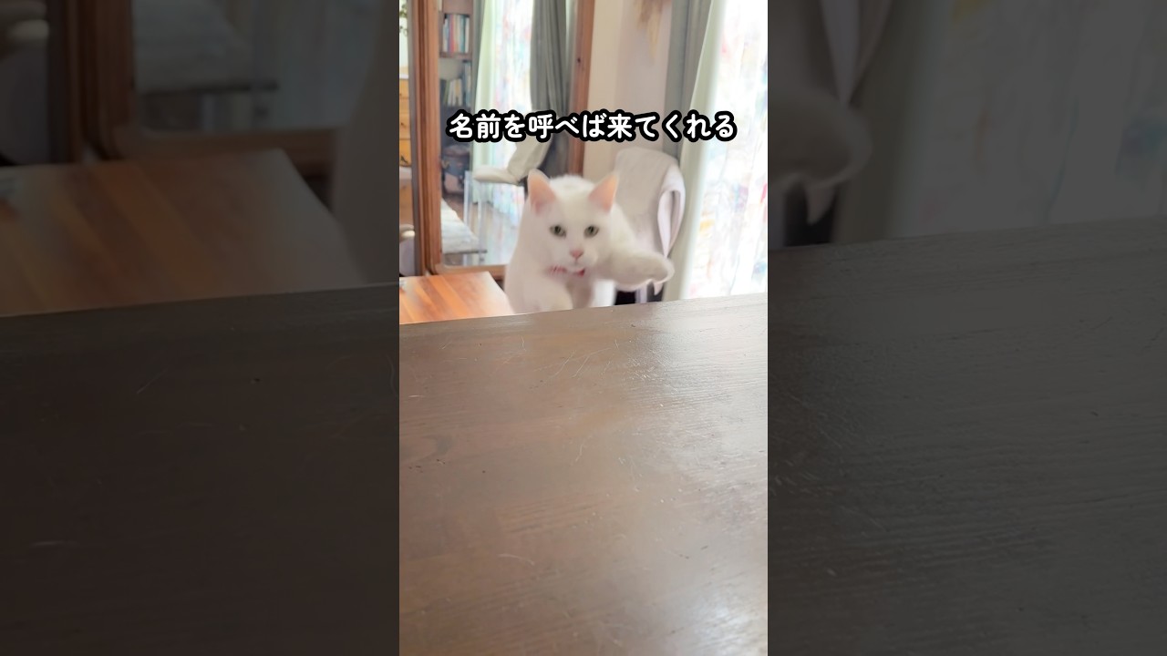【猫と暮らす家】「猫トンネル（抜け道）」をたくさん作ったけど、名前を呼んだら飛んできてくれる
