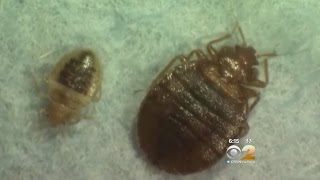 Bedbug Travel Tips