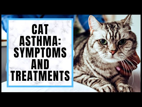 Cat Asthma: Symptoms And Treatments (Part 1)