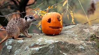 Tschechien: Erdmännchen und Gepardenbabys spielen mit Halloween-Kürbissen