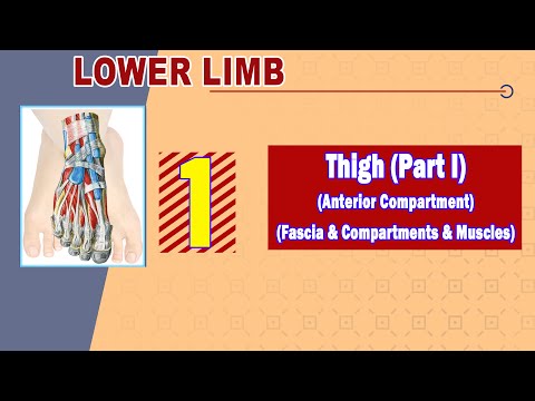 𝟎𝟏. 𝐓𝐡𝐢𝐠𝐡 (𝐈) (𝐂𝐨𝐦𝐩𝐚𝐫𝐭𝐦𝐞𝐧𝐭𝐬 - 𝐅𝐚𝐬𝐜𝐢𝐚 - 𝐌𝐮𝐬𝐜𝐥𝐞𝐬 𝐨𝐟 𝐭𝐡𝐞 𝐚𝐧𝐭𝐞𝐫𝐢𝐨𝐫 𝐜𝐨𝐦𝐩𝐚𝐫𝐭𝐦𝐞𝐧𝐭)