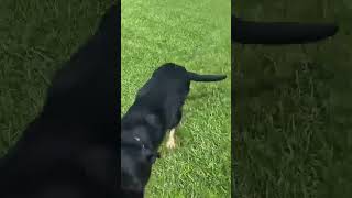 Video preview image #1 German Shepherd Dog-Unknown Mix Puppy For Sale in Farmerville, LA, USA