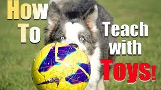 How to Reward your Dog with TOYS!