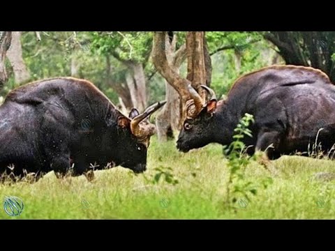 GAUR ─ Tiger Killer on Steroids