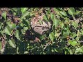 Bald-Faced Hornets Residing in the Bushes in Jackson, NJ