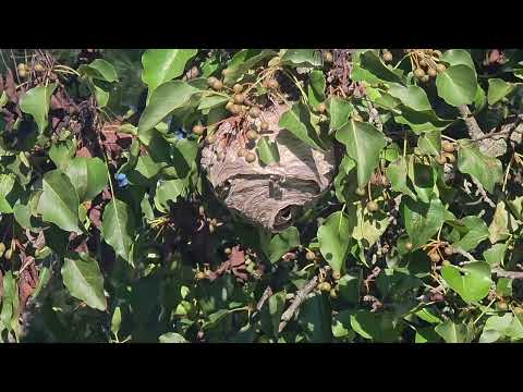 Bald-Faced Hornets Residing in the Bushes in Jackson, NJ
