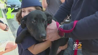 Girls Get Surprise Puppy From Paws Of War