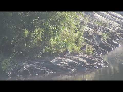 Djuma: Water Thick-knees - 07:02 - 03/28/2023