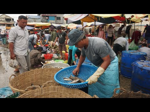 Cambodia Fish Market Tours - Plenty Fish & More Food Brought From Kampong Chhnang Province