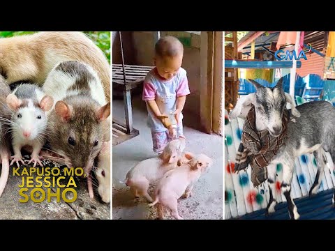 Mga daga, biik at kambing, ginagawang pet?! | Kapuso Mo, Jessica Soho
