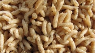 Как разводят опарышей для рыбалки
