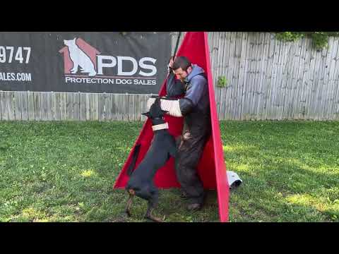 Powerhouse Protection Drills with "Grover" 19 Months Old