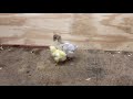 Baby Turkey Meets Baby Chick