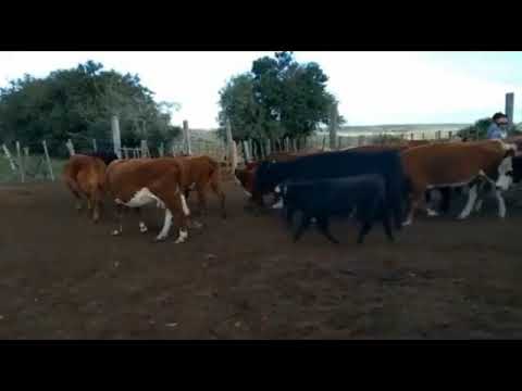 LOTE 482   Piezas de Cría