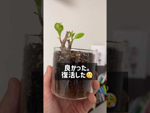 ワカメ 植物