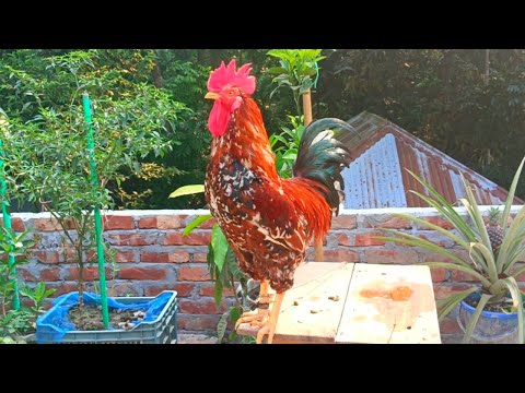 rooster crowing