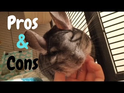 Pros & Cons Of Owning Chinchillas