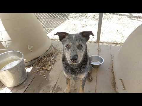 Tru Blue, an adoptable Australian Cattle Dog / Blue Heeler Mix in Rossville, TN_image-1