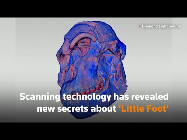 'Little Foot' scans shed new light on early humans