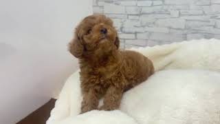 トイプードルの動画01